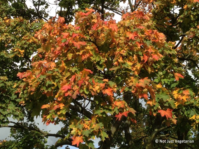 2013-10-Autumn-London (25)_NJV