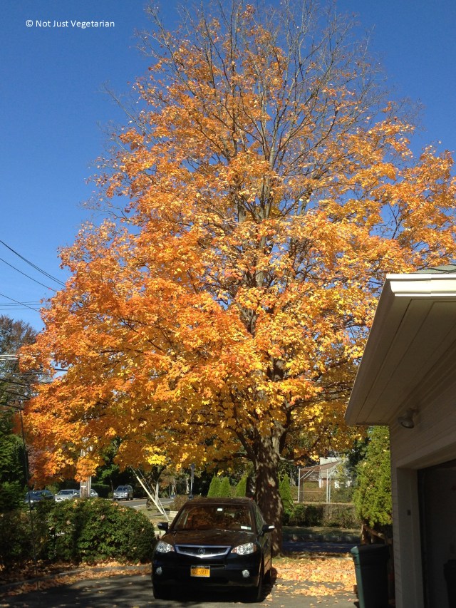 2013-10-NYC-Fall (6)_NJV